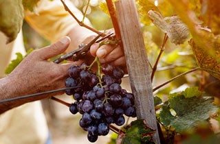 Taglio di una vite presso un viticoltore della cantina Castelli del Grevepesa